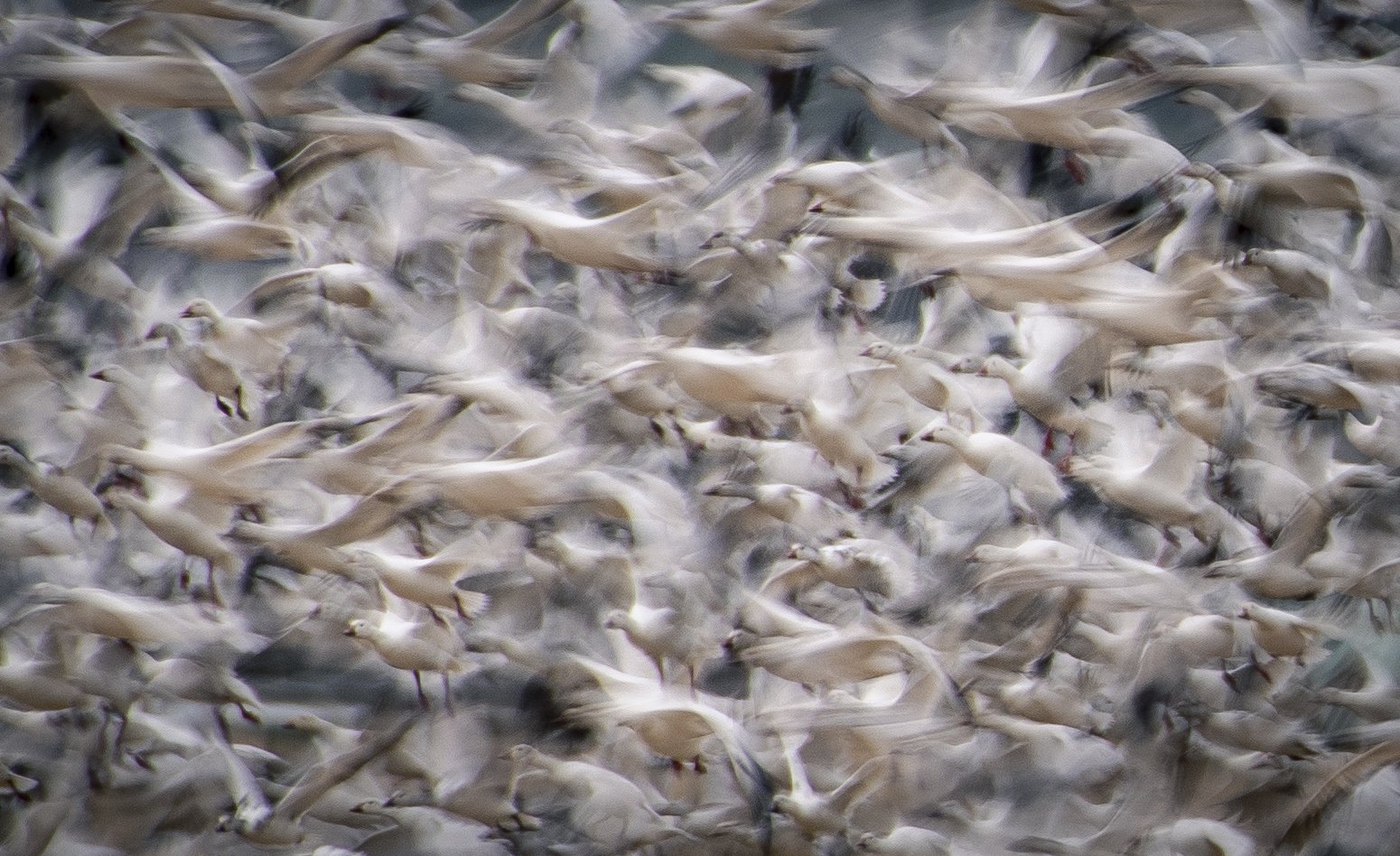 Snow Geese